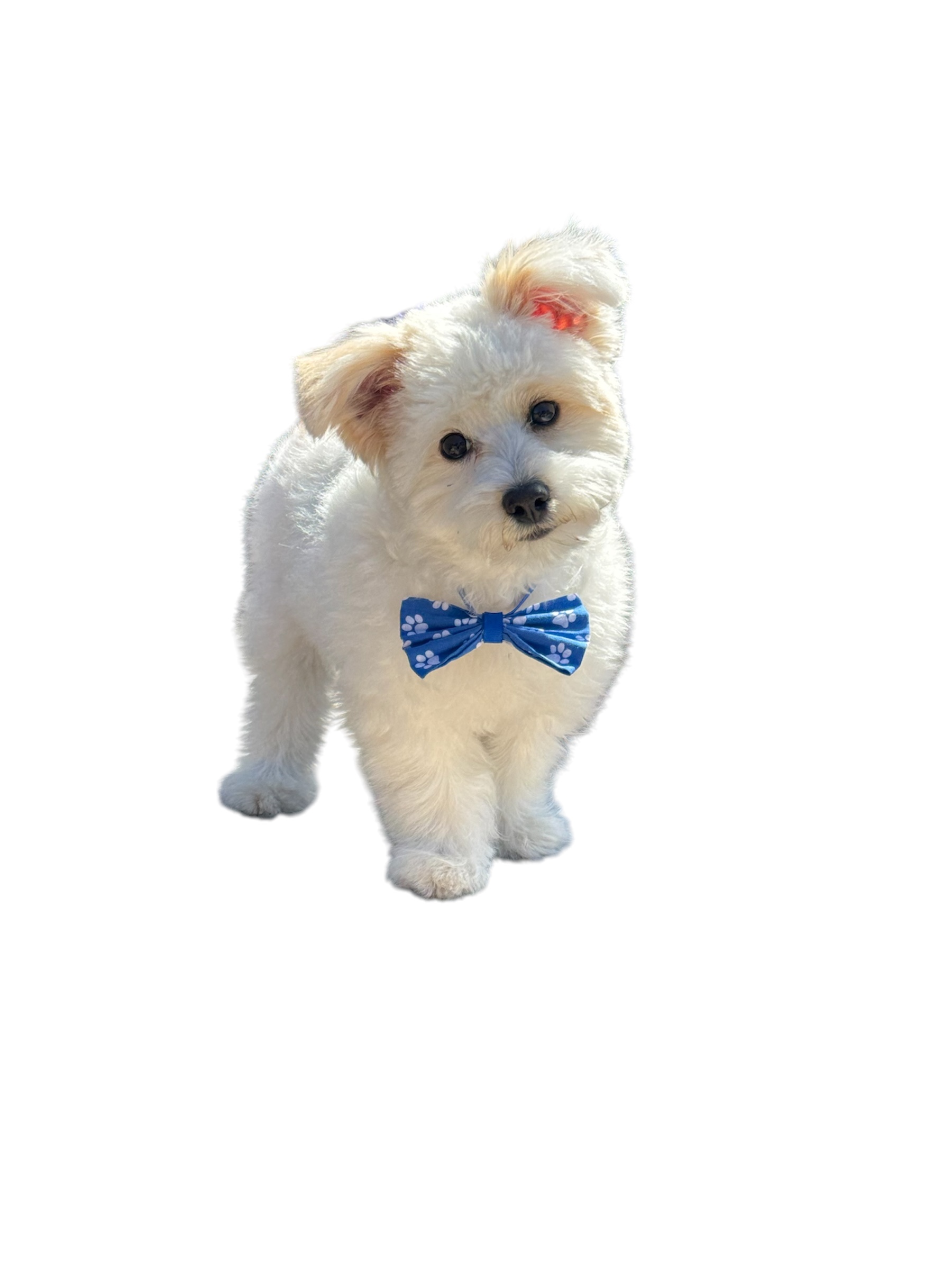 Small white puppy with blue bow tie