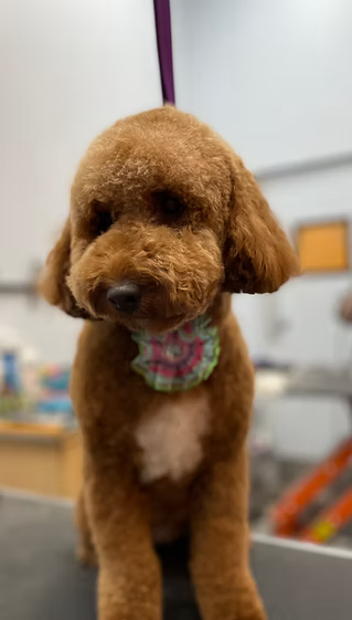 Apricot doodle freshly groomed at Fluffy Puppy