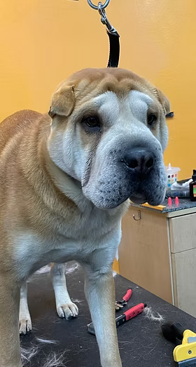 Shar Pei after grooming at Fluffy Puppy