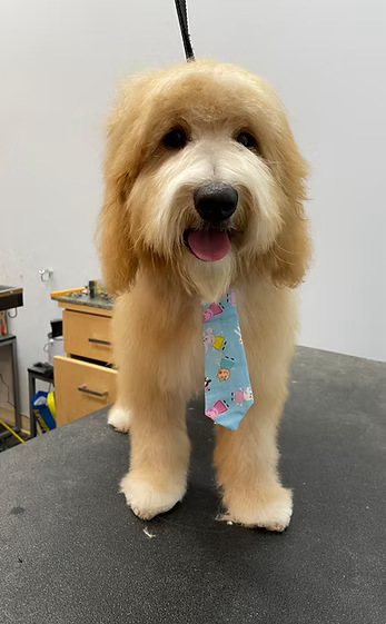 Goldendoodle with finishing necktie after grooming
