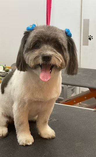 Small dog with blue bows after grooming