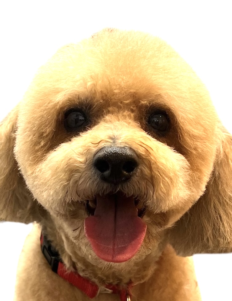 Teddy-bear cut doodle after grooming at Fluffy Puppy
