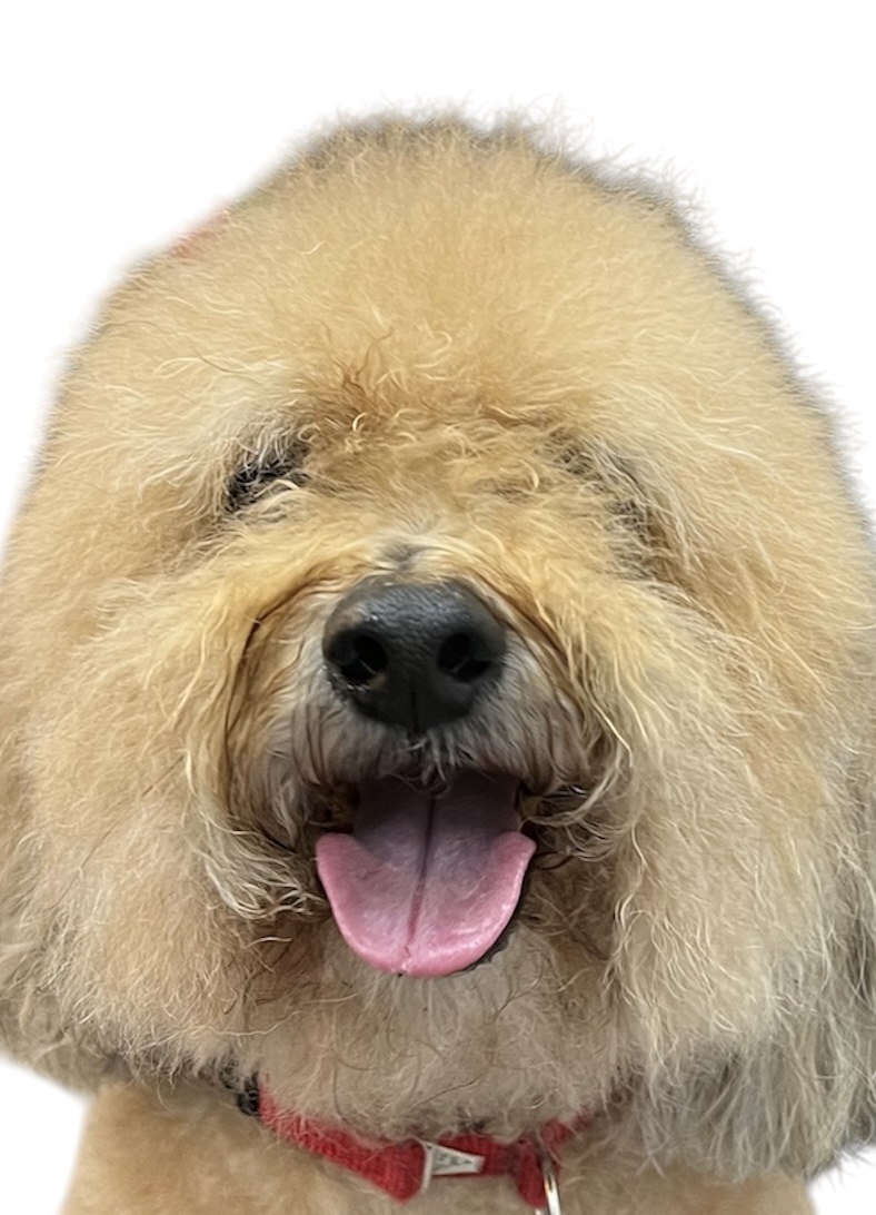 Fluffy doodle portrait from Fluffy Puppy